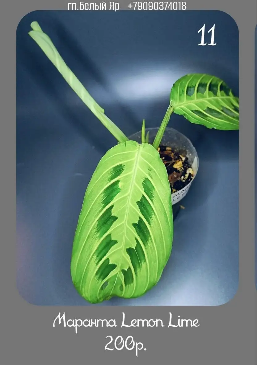 Продажа растений в Белом Яру - Растения (Хобби и отдых) в Белый Яр