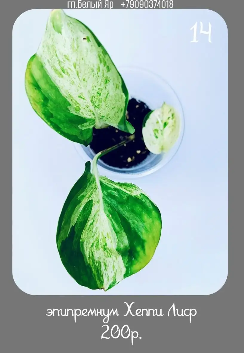 Продажа растений в Белом Яру - Растения (Хобби и отдых) в Белый Яр