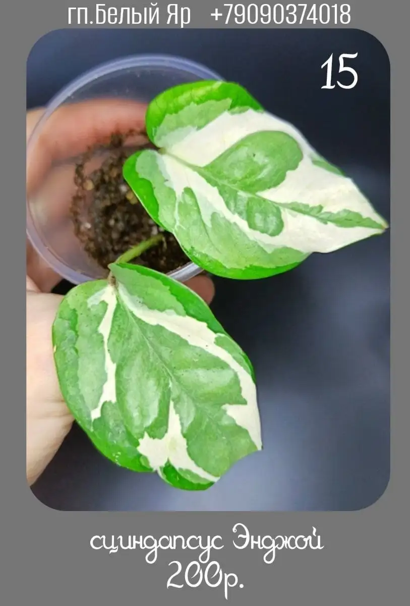 Продажа растений в Белом Яру - Растения (Хобби и отдых) в Белый Яр