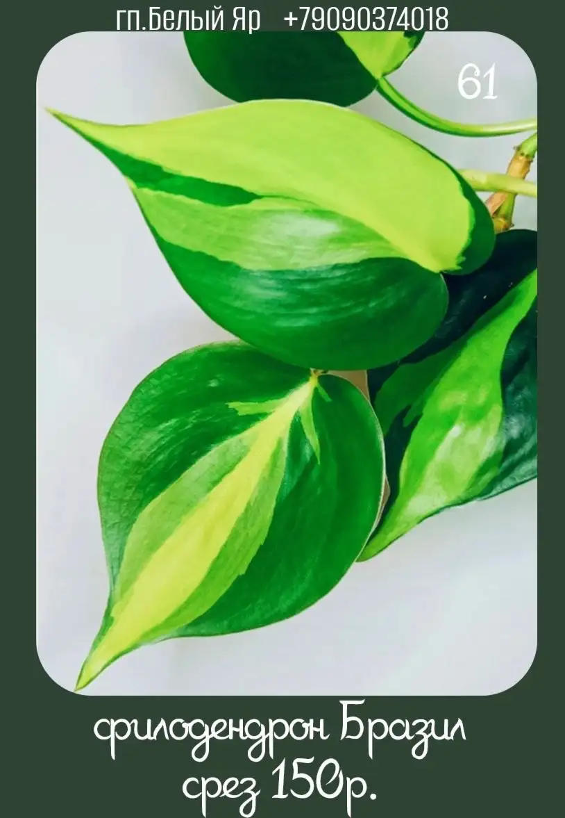 Продажа растений в Белом Яру - Растения (Хобби и отдых) в Белый Яр