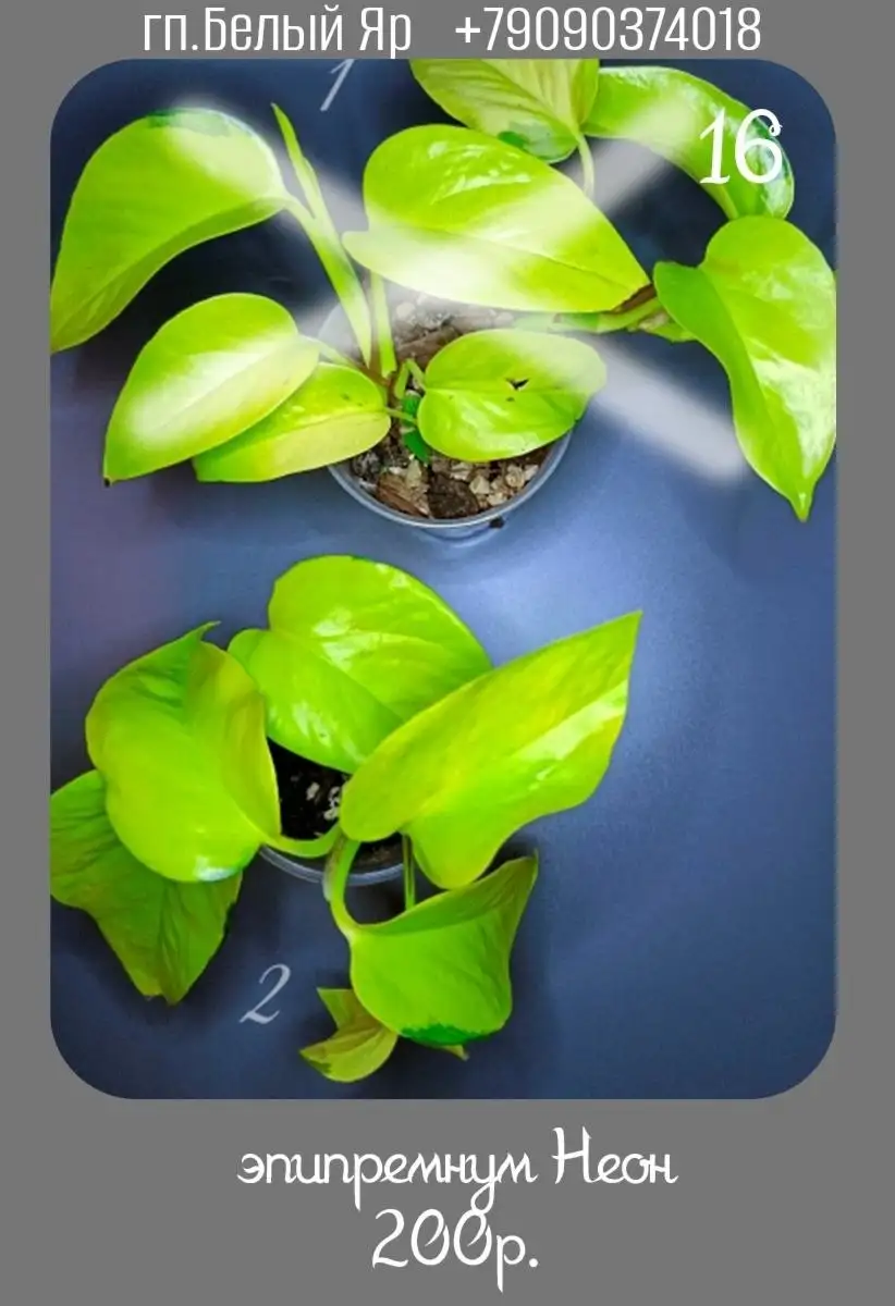 Продажа растений в Белом Яру - Растения (Хобби и отдых) в Белый Яр