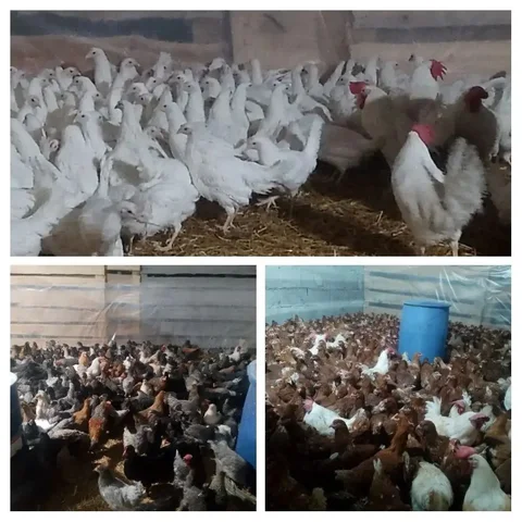 Продажа кур и петухов - Животные в Сургут
