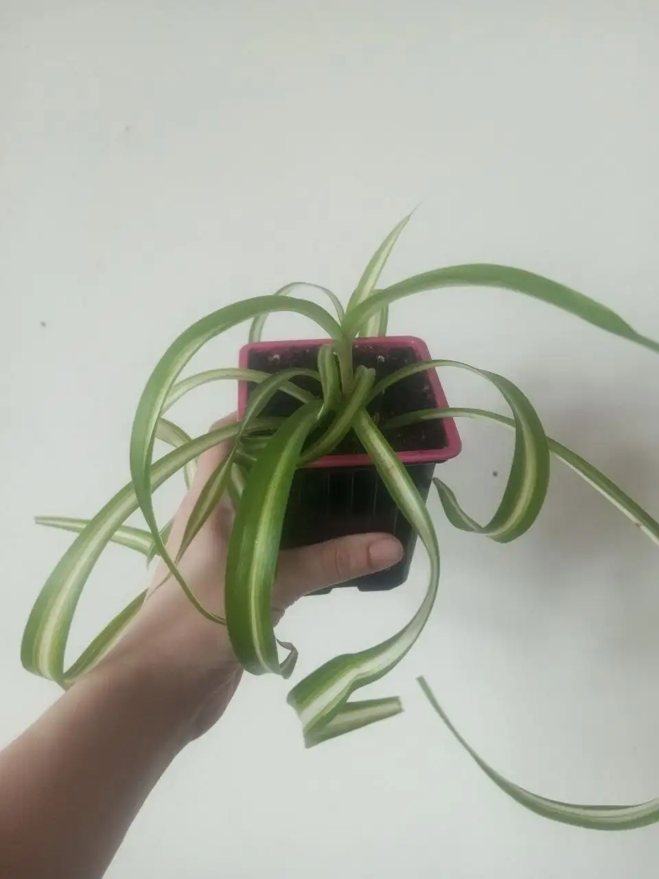 Хлорофитум кудрявый Бони - Растения (Хобби и отдых) в Сургут