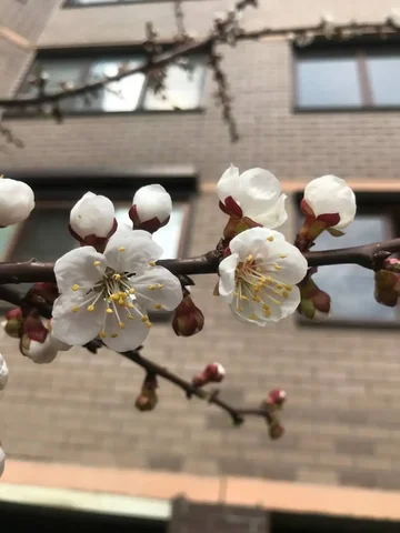 Весеннего настроения! - Барахолка в Сургут