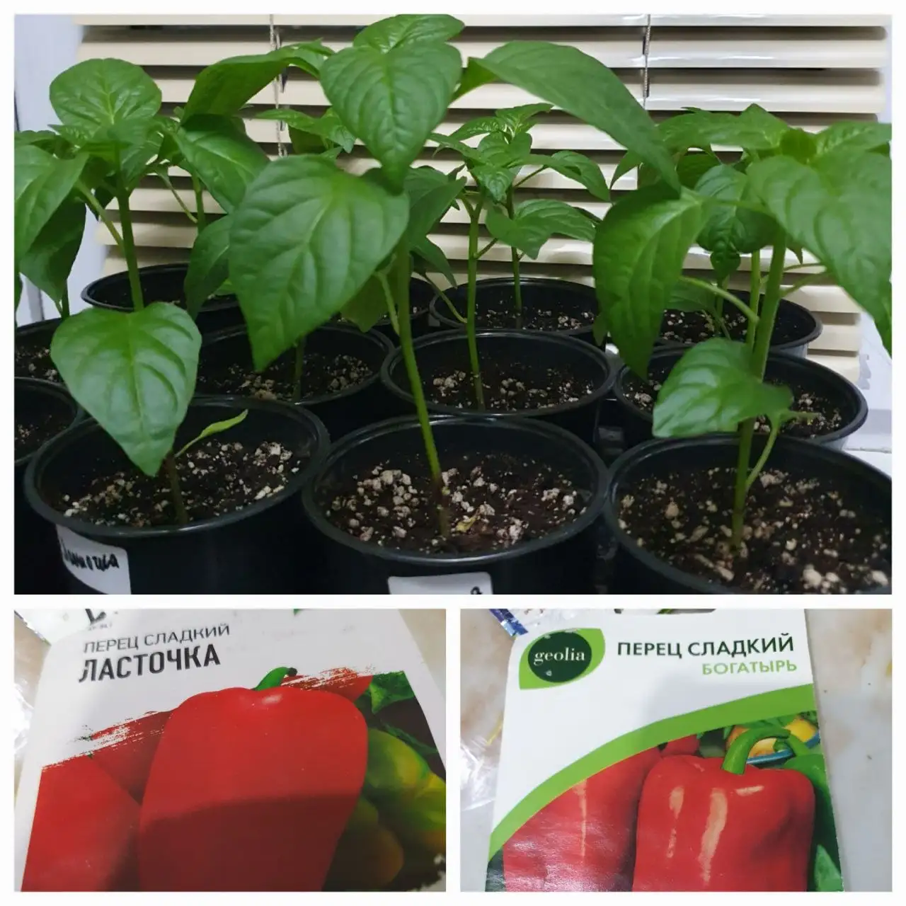 Продам излишки перцев богатырь и ласточка - Барахолка в Сургут