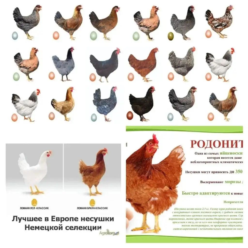 Продажа молодых кур несушек и петухов в Сургуте - Птицы (Животные) в Сургут