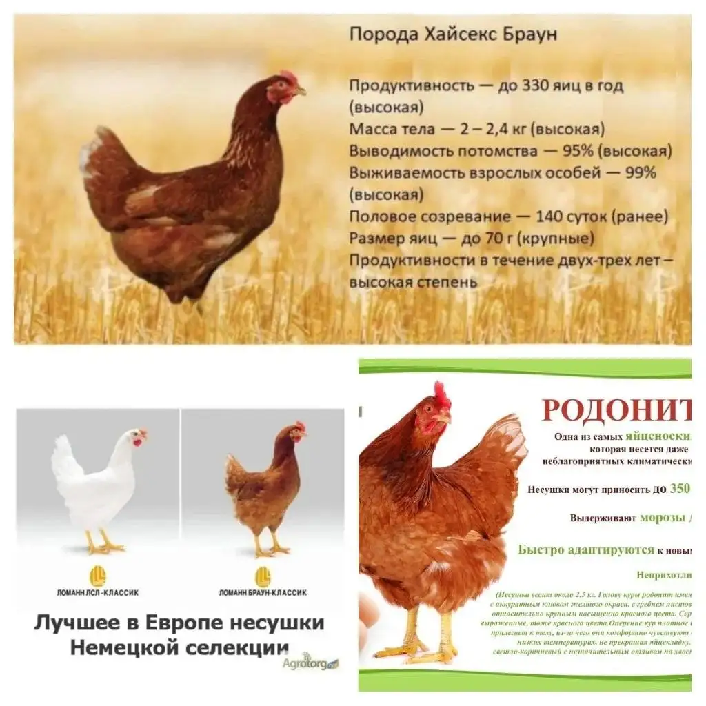 Продажа молодых несушек и куриного помета - Птицы (Животные) в Сургут