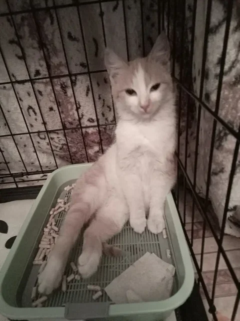 Котенок Рыжуля ищет новый дом - частное объявление в Ульяновск