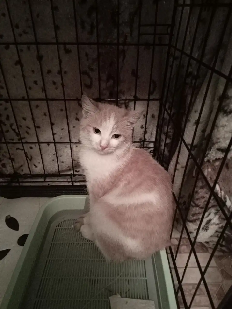 Котенок Рыжуля ищет новый дом