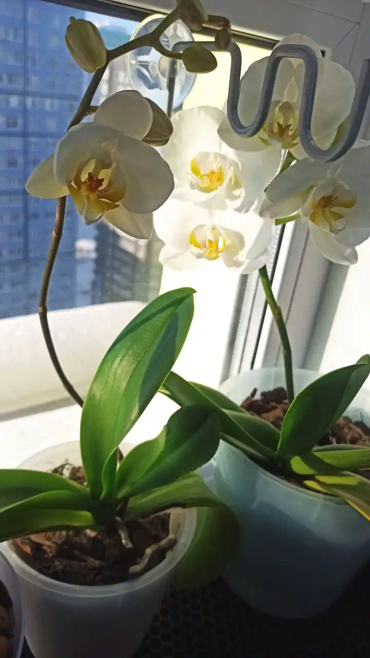 Продам белую орхидею