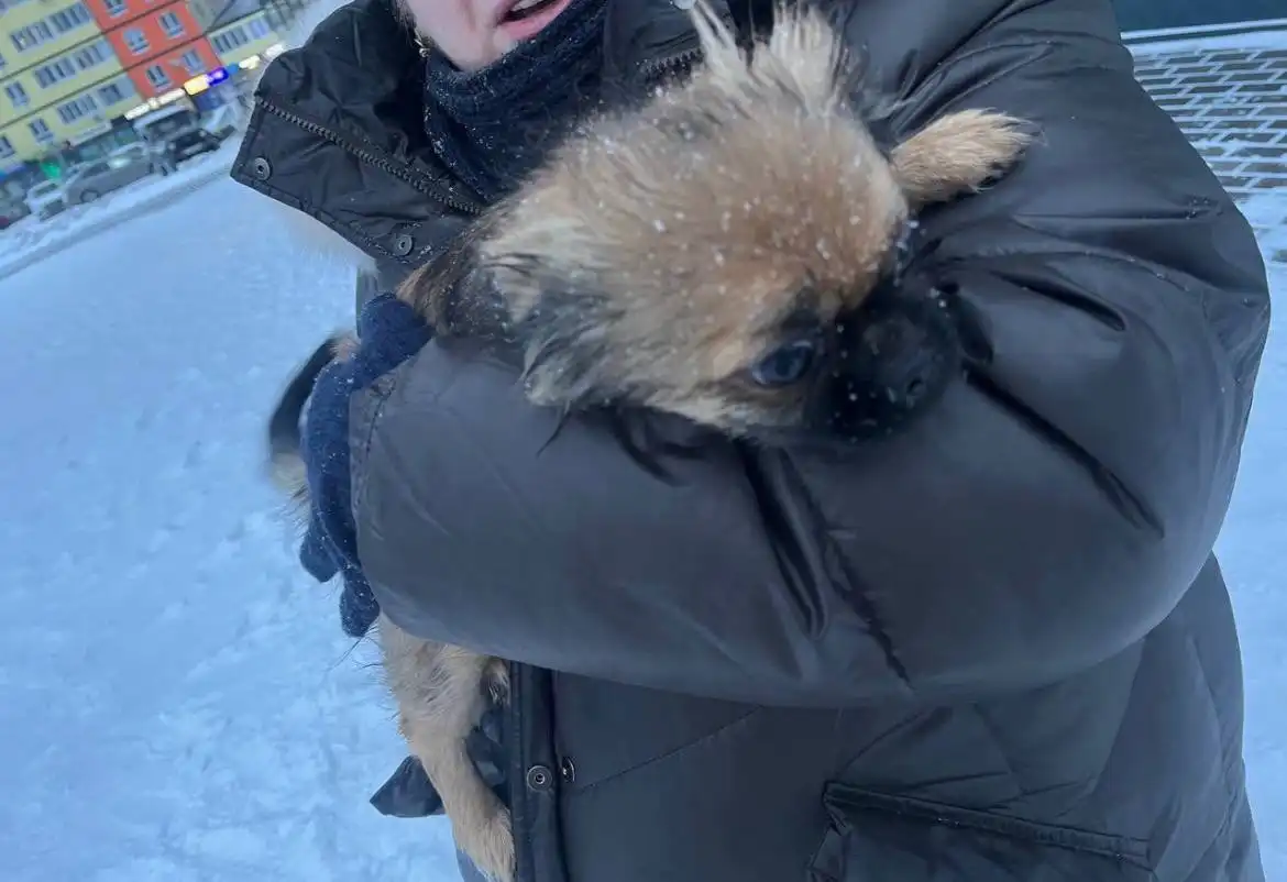 Найдена собака в Ульяновске