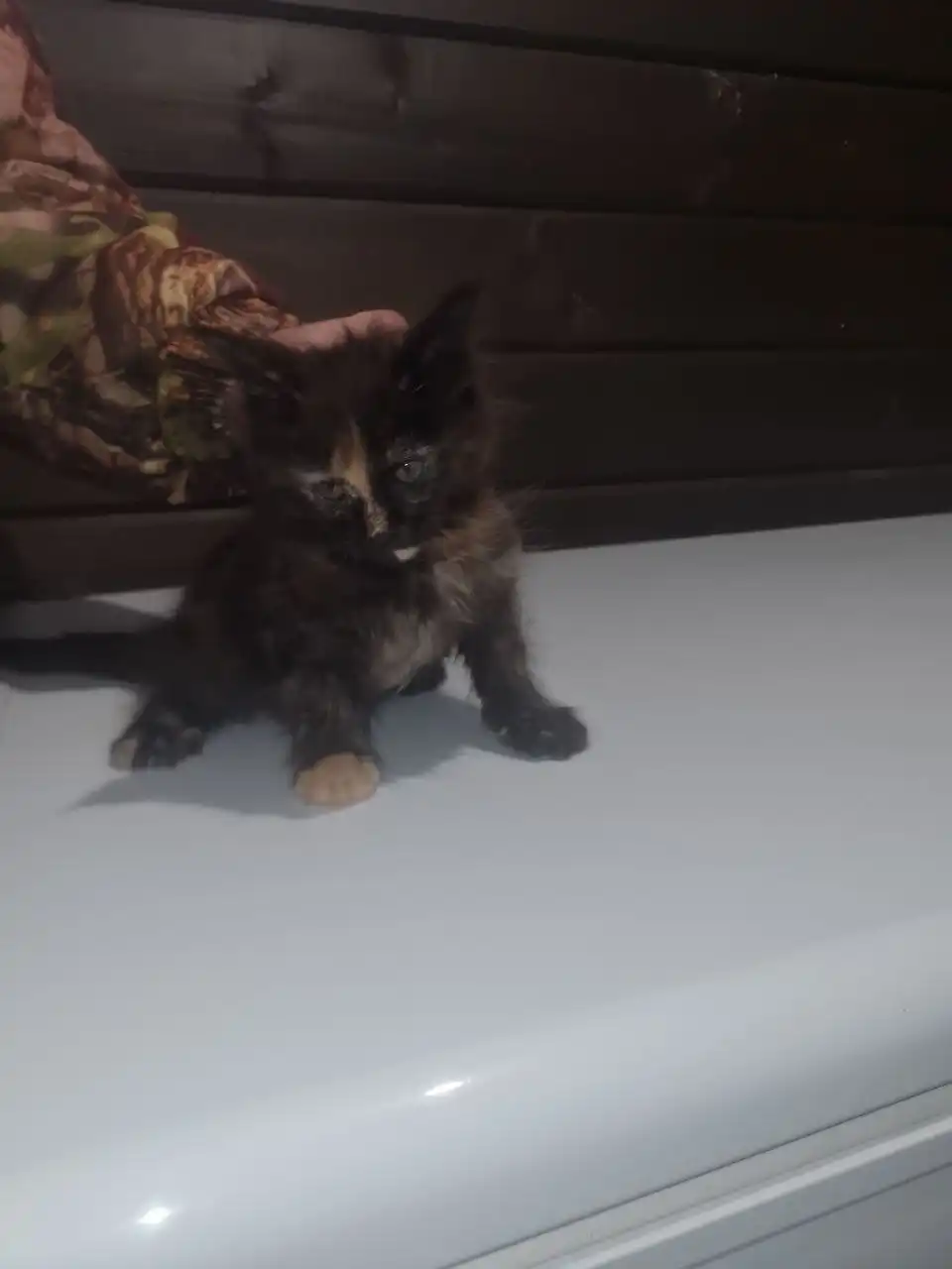 Продается кошечка Мейн-кун 2 месяца - Кошки (Животные) в Ульяновск