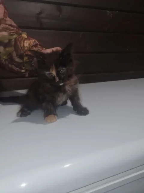 Продается кошечка Мейн-кун 2 месяца - Кошки в Ульяновск