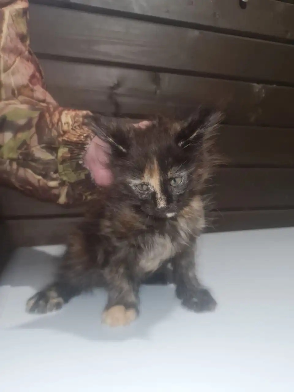 Продается кошечка Мейн-кун 2 месяца - Кошки (Животные) в Ульяновск