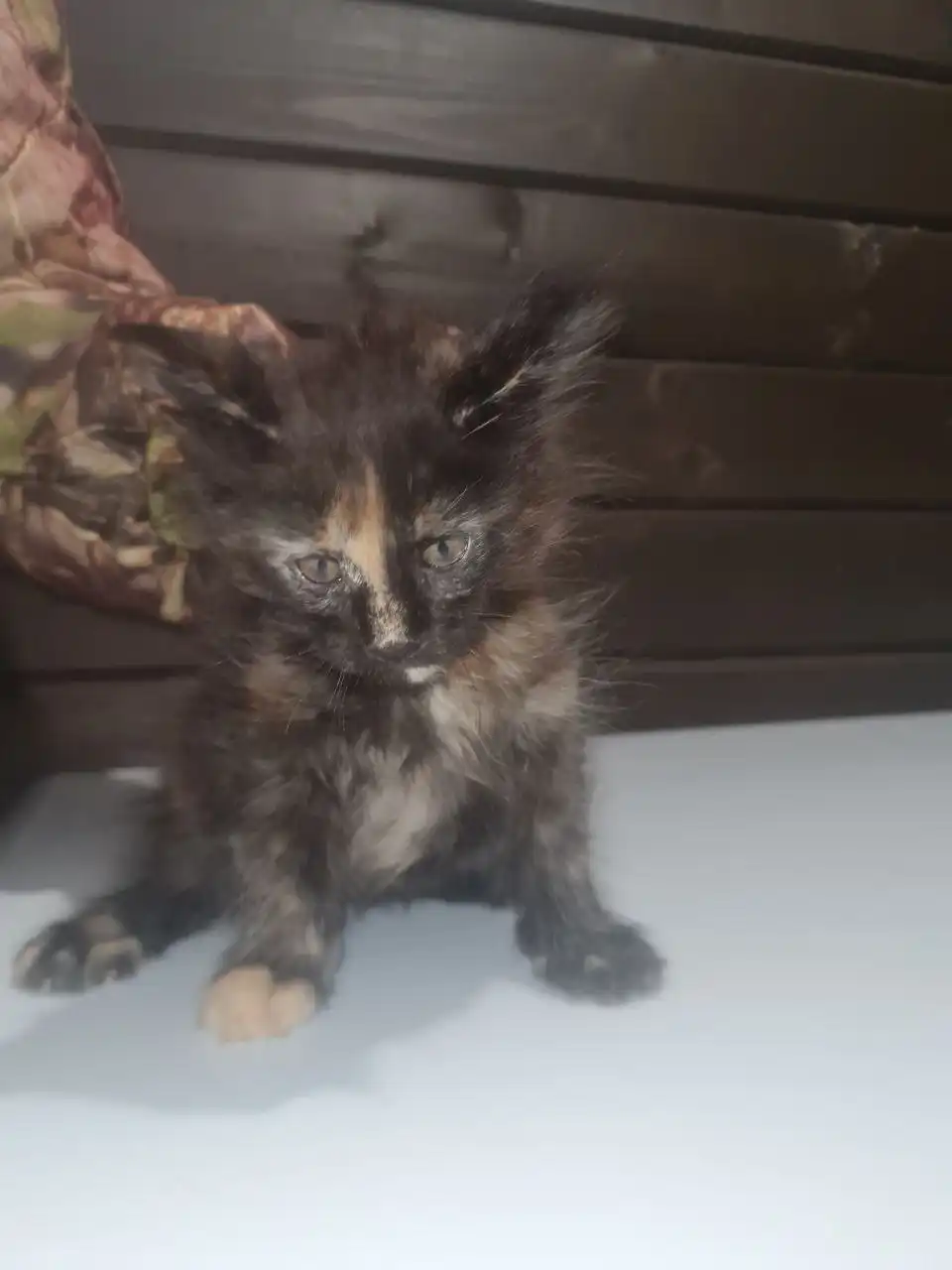 Продается кошечка Мейн-кун 2 месяца - Кошки (Животные) в Ульяновск