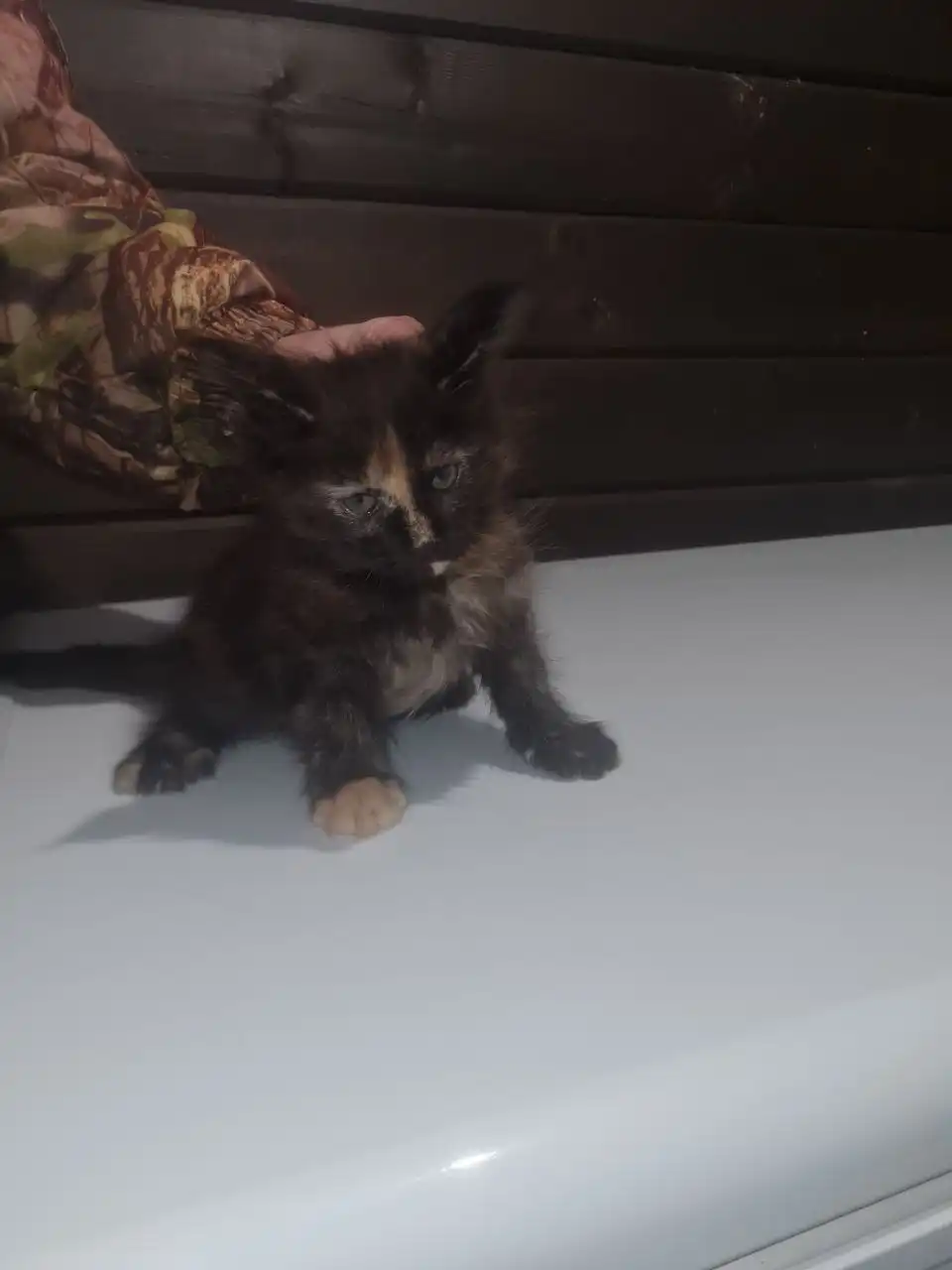 Продается кошечка Мейн-кун 2 месяца - Кошки (Животные) в Ульяновск