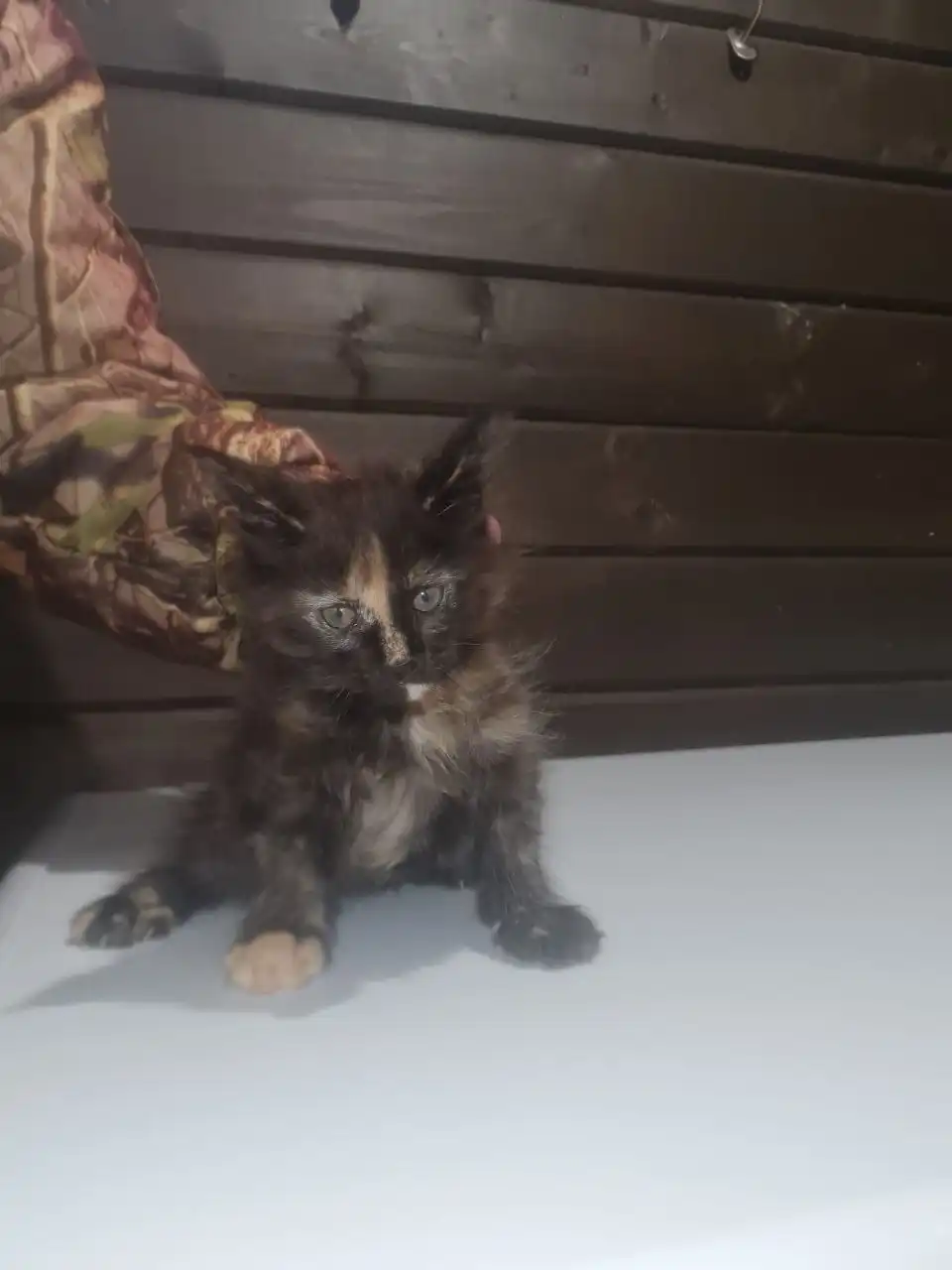 Продается кошечка Мейн-кун 2 месяца - Кошки (Животные) в Ульяновск