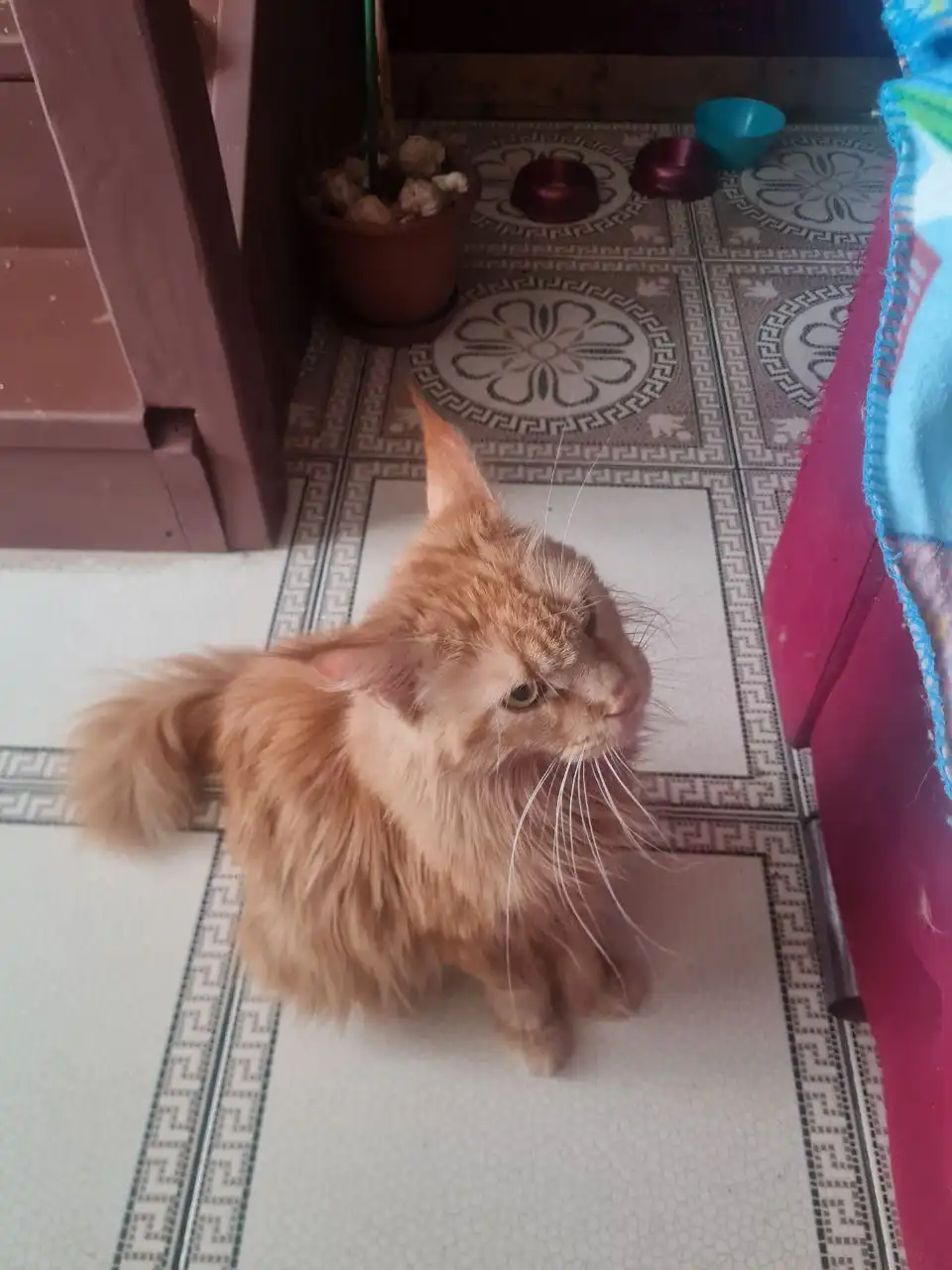 Продается кошечка Мейн-кун 2 месяца - Кошки (Животные) в Ульяновск