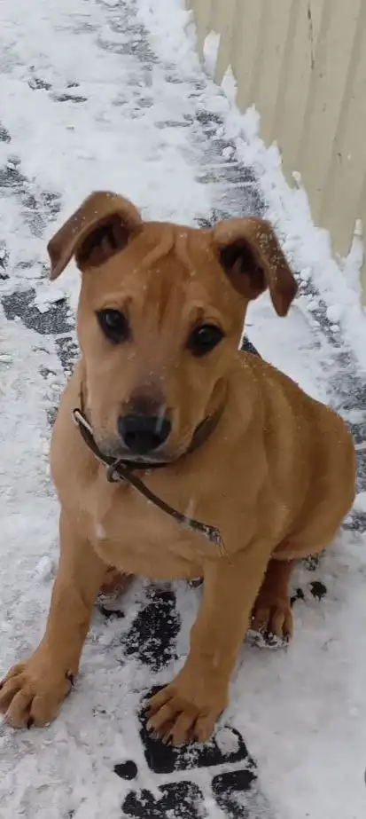 Очаровательный мальчишка Сэм ищет новый дом - Собаки (Животные) в Ульяновск