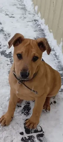 Очаровательный мальчишка Сэм ищет новый дом - Собаки в Ульяновск