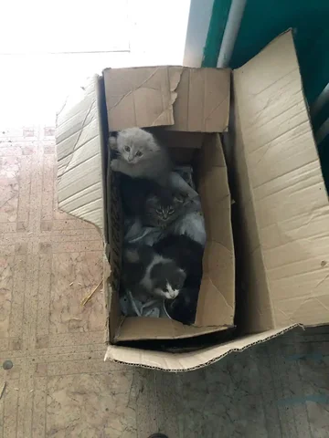 Котята в подъезде на Нариманова - Животные в Ульяновск