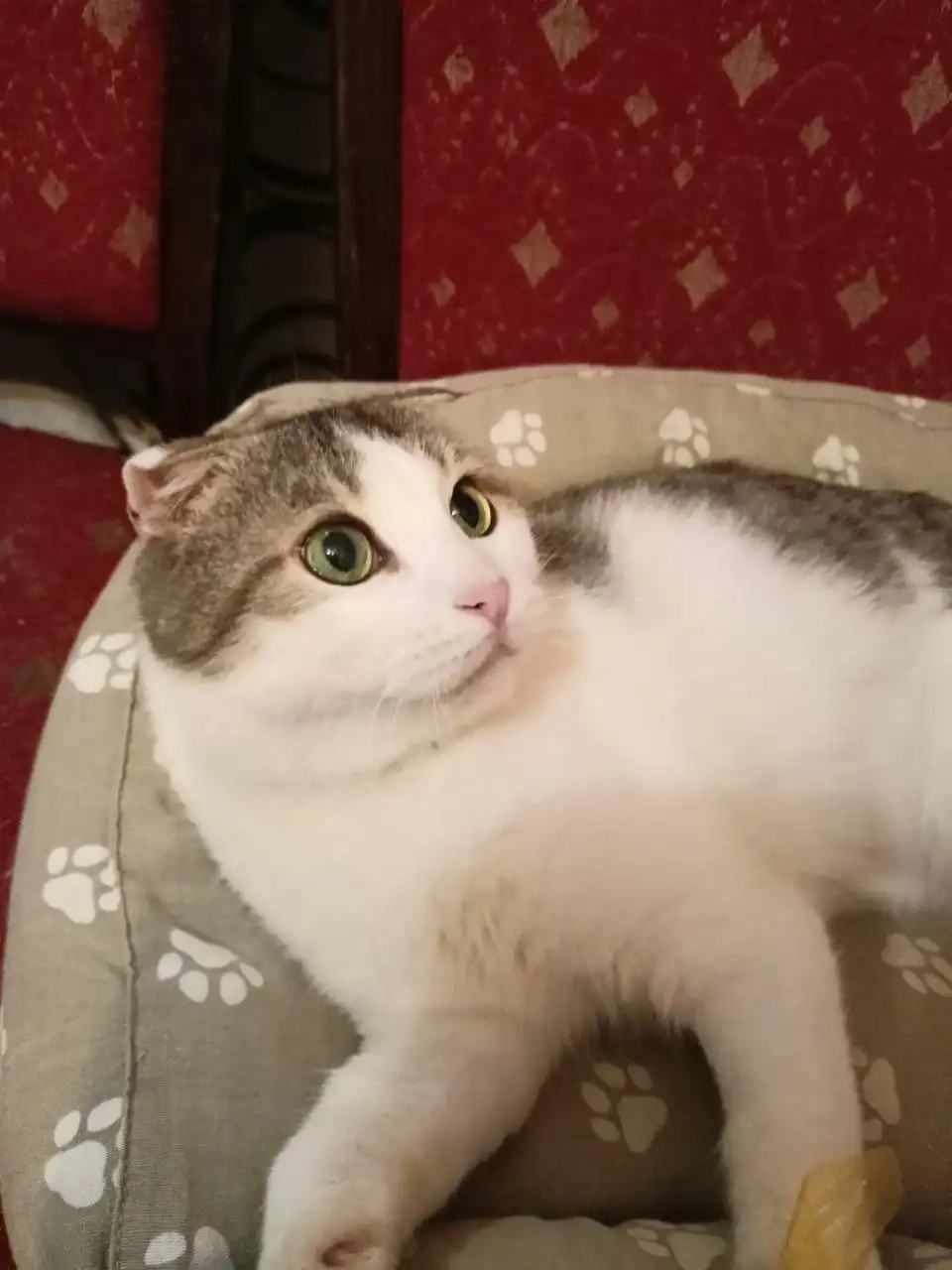 Шотландский вислоухий кот Мишустик в добрые руки - Кошки (Животные) в Ульяновск