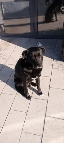 Потерянный пес у подъезда 13 дома - Животные в Ульяновск