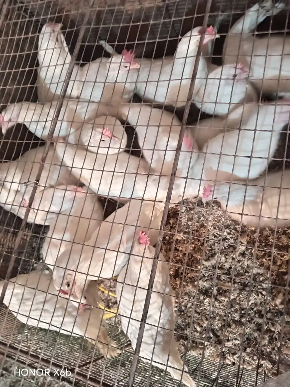 Продажа молодых курочек-несушек - Птицы (Животные) в Ульяновск