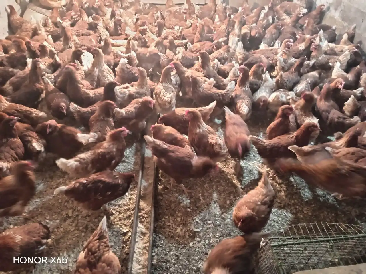 Продажа молодых курочек-несушек - Птицы (Животные) в Ульяновск