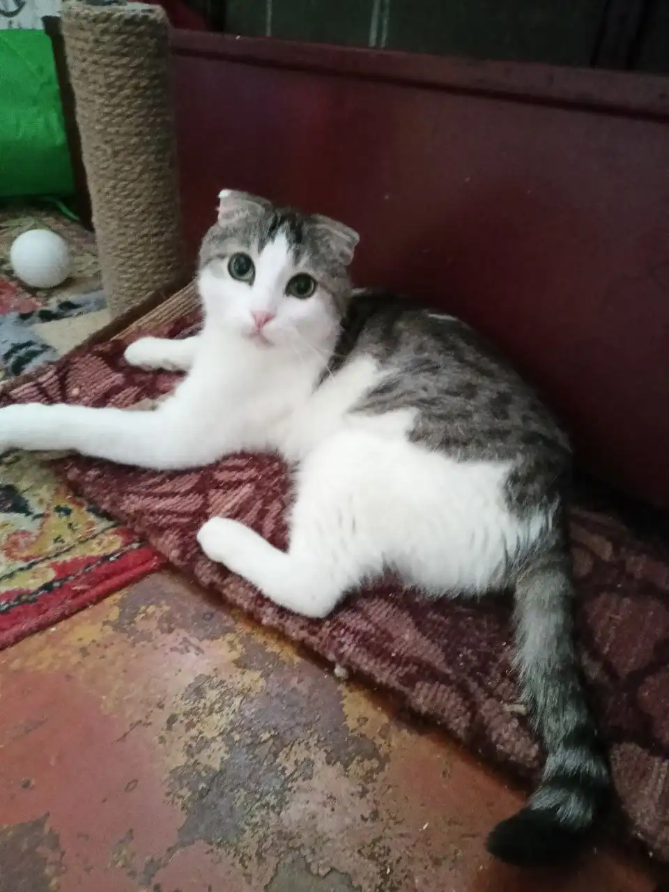 Шотландский вислоухий кот Мишустик - Кошки (Животные) в Ульяновск