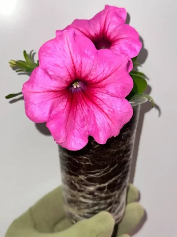 Укорененные черенки вегетативной петунии - Медицинское оборудование в Ульяновск