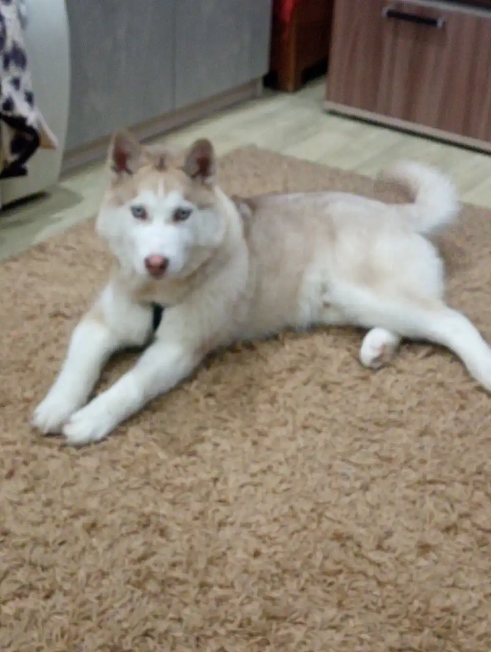 Найдена молодая девочка хаски на ул. Автозаводская - Собаки (Животные) в Ульяновск