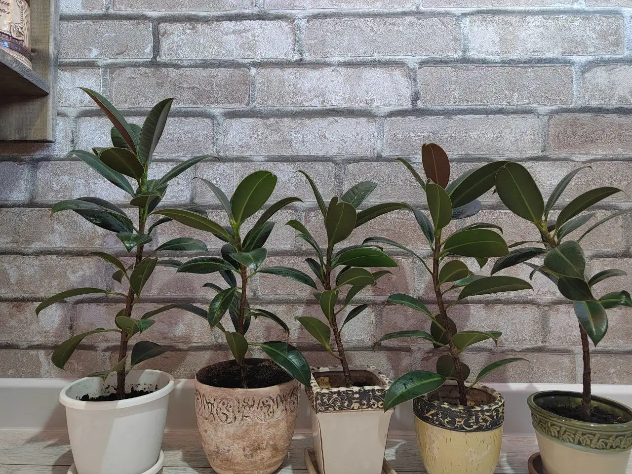 Фикусы каучуконосные с кашпо - Растения (Хобби и отдых) в Ульяновск