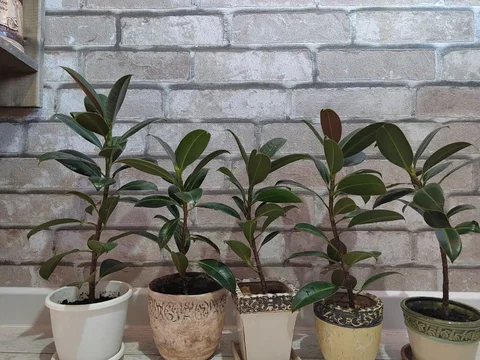 Фикусы каучуконосные с кашпо - Спорт в Ульяновск
