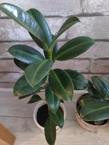 Фикус с кашпо - Спорт в Ульяновск