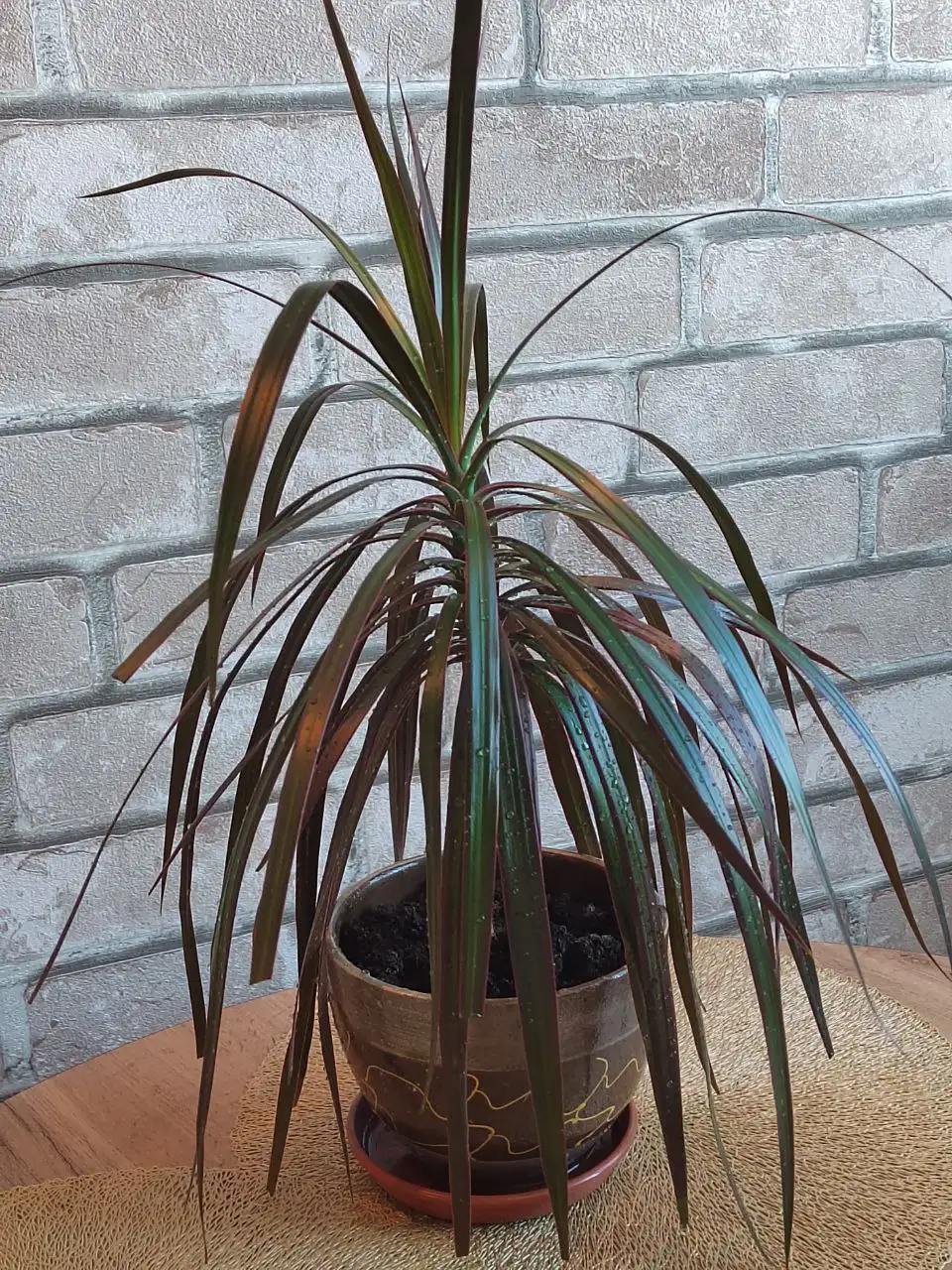 Продам драцену - Растения (Барахолка) в Ульяновск