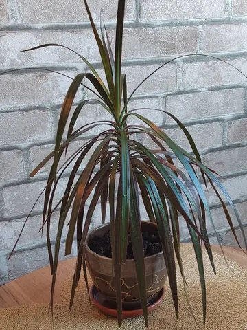 Продам драцену - Ювелирные изделия в Ульяновск