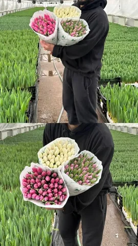 Предзаказ тюльпанов к 8 марта - Праздничные товары в Ульяновск