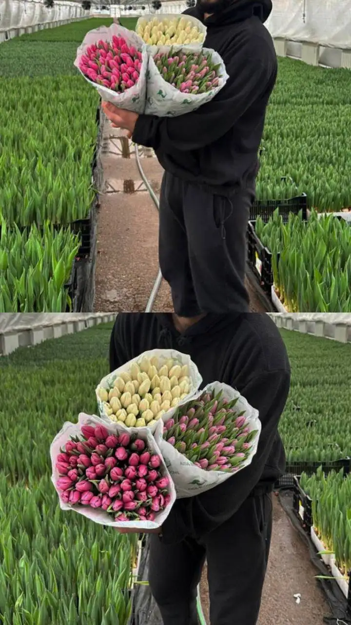 Предзаказ тюльпанов к 8 марта - Цветы (Хобби и отдых) в Ульяновск