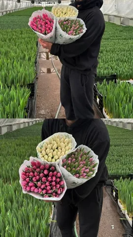 Предзаказ тюльпанов к 8 марта - Праздничные товары в Ульяновск