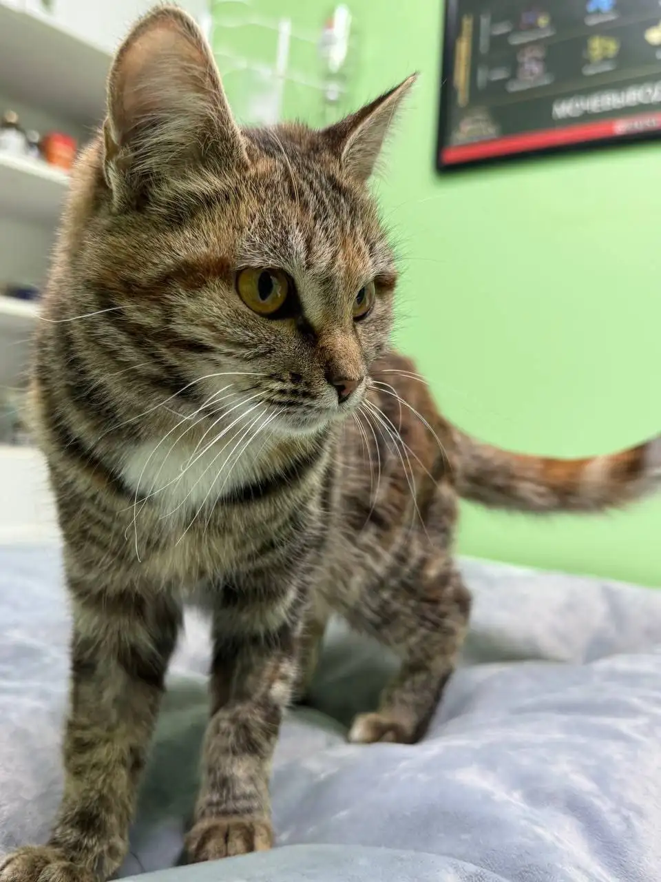 Ищу дом или передержку для кошки - Кошки (Животные) в Ульяновск