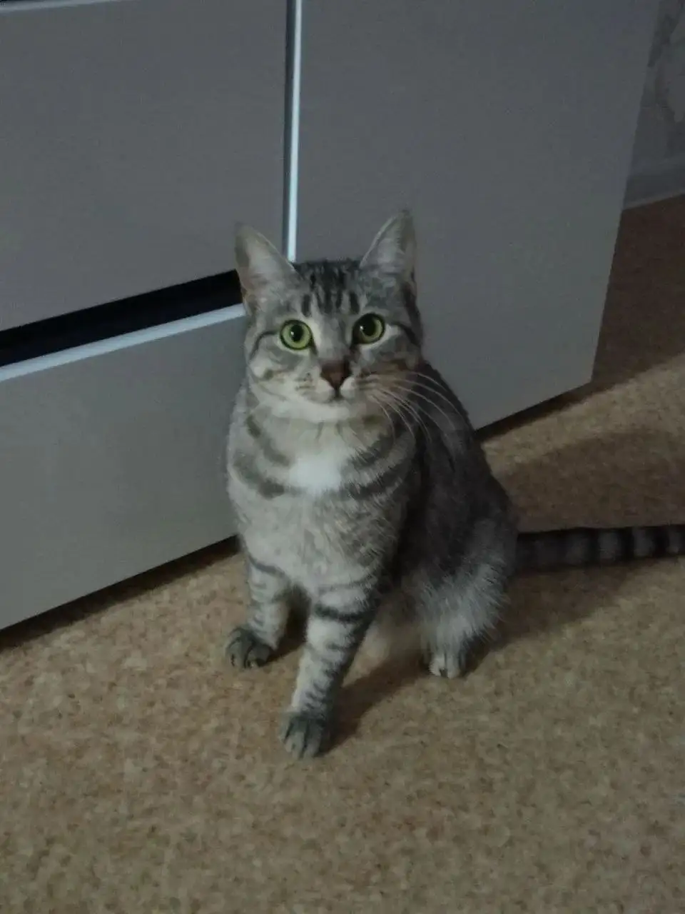 Кошечка Нюша для добрых рук - Кошки (Животные) в Ульяновск