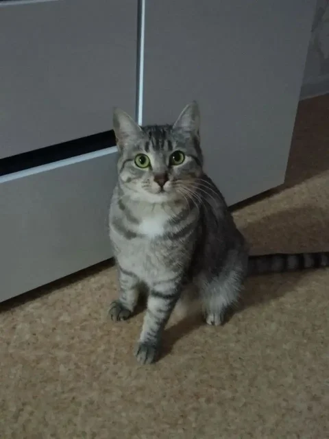 Кошечка Нюша для добрых рук - Кошки в Ульяновск