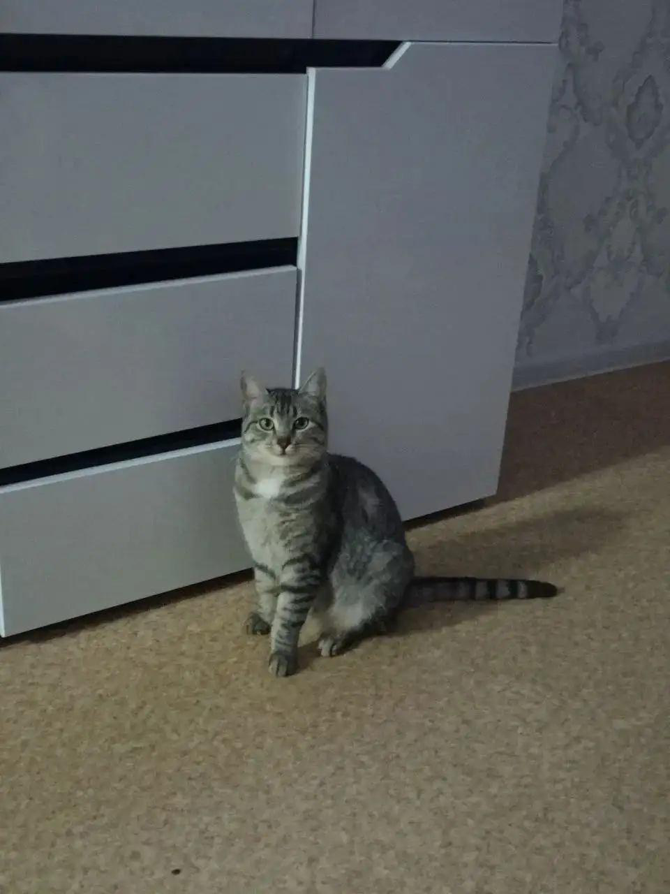 Кошечка Нюша для добрых рук - Кошки (Животные) в Ульяновск