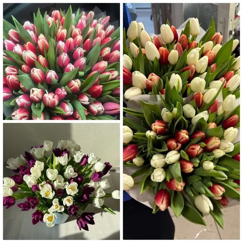 Тюльпаны премиум класса из голландской луковицы - Велосипеды и тренажеры в Ульяновск