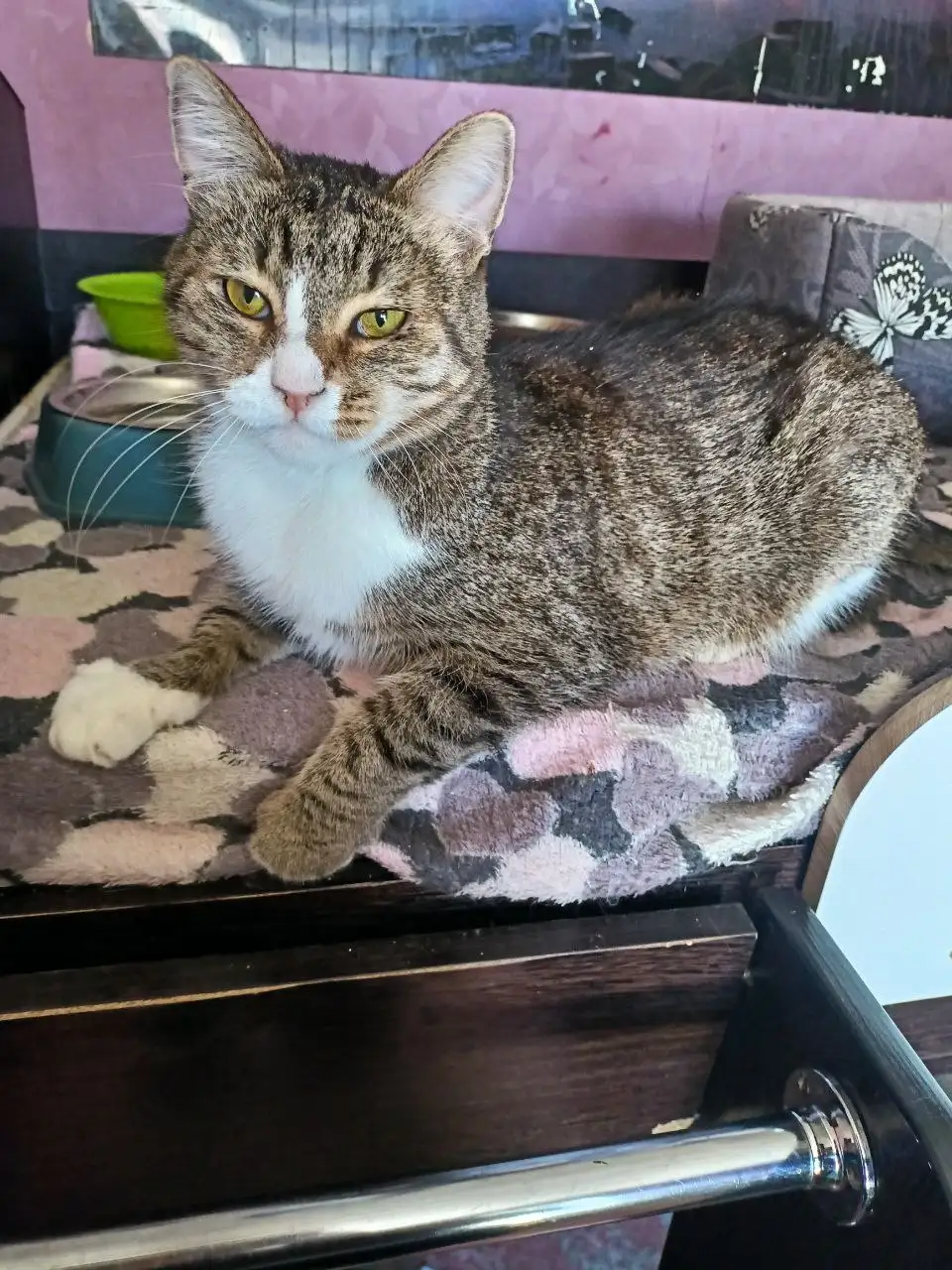 Кот Смурфик для нового дома - Кошки (Животные) в Ульяновск