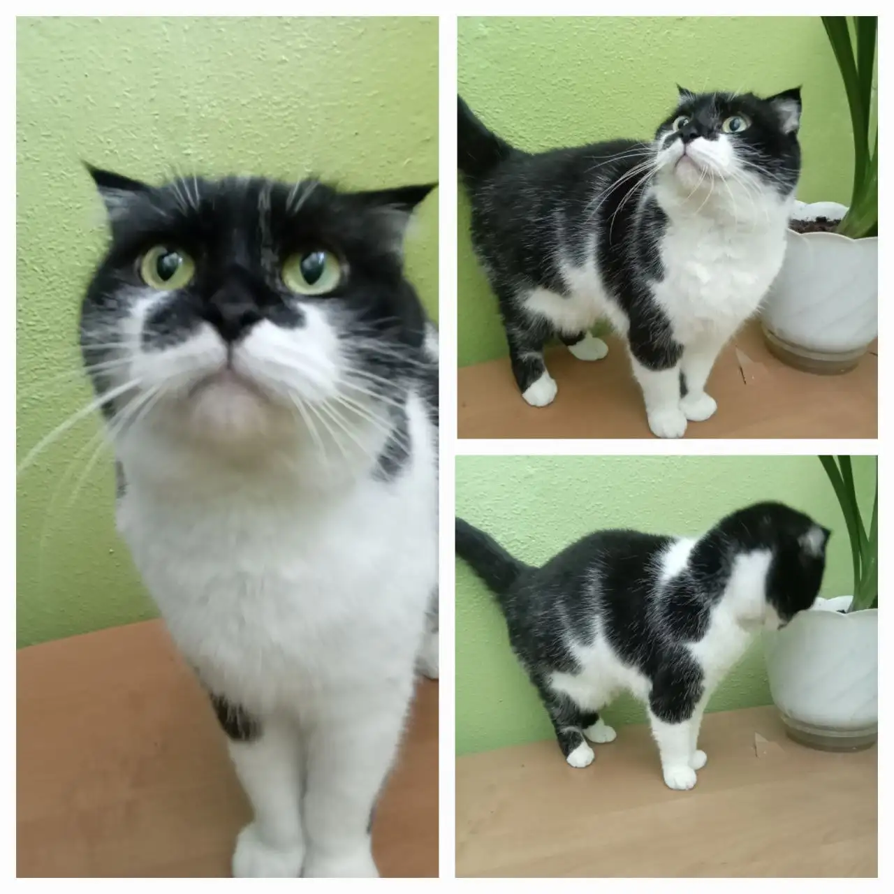 Кошечка Маркиза ищет дом - Кошки (Животные) в Ульяновск