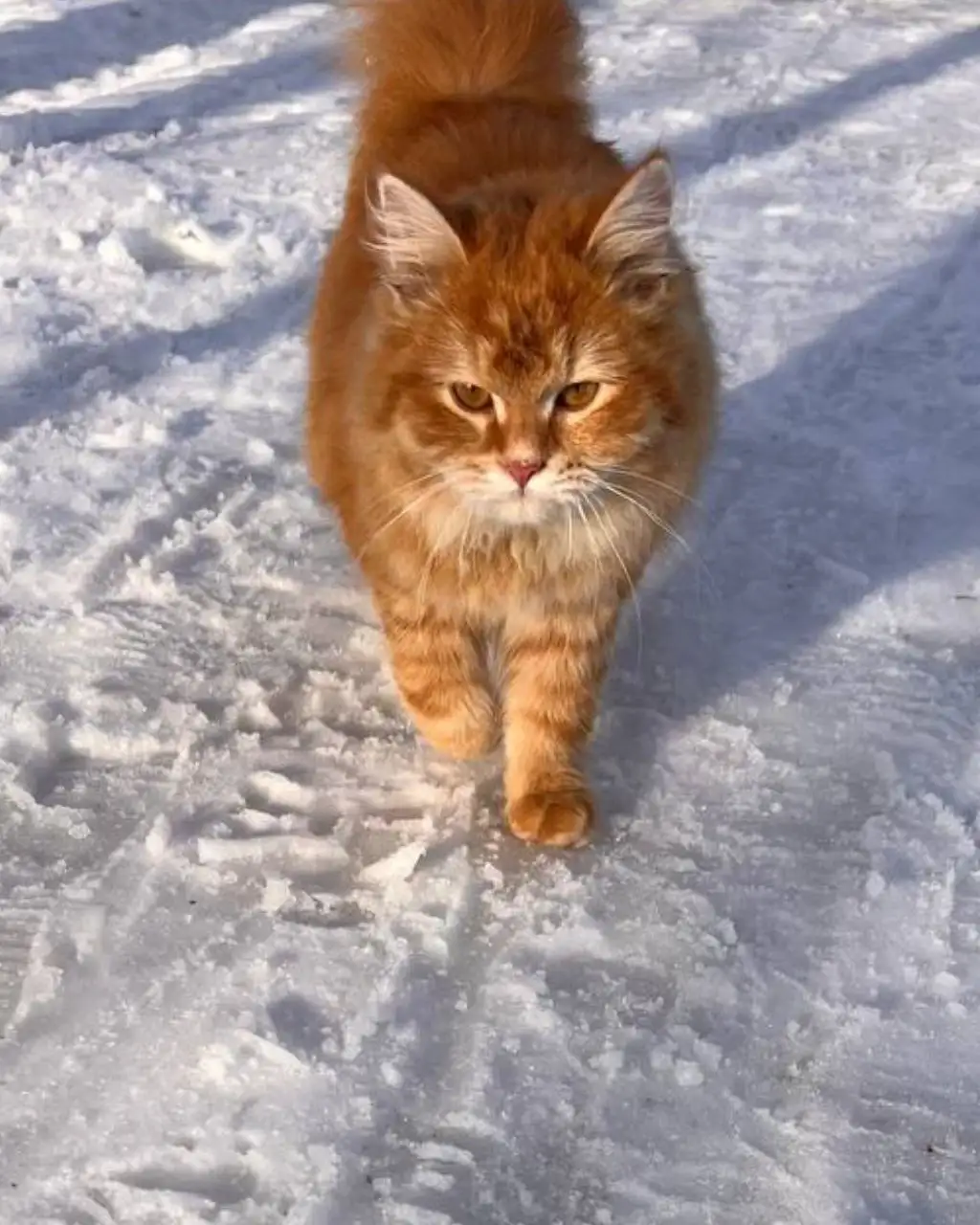 Поиск дома для рыжего кота - Кошки (Животные) в Ульяновск