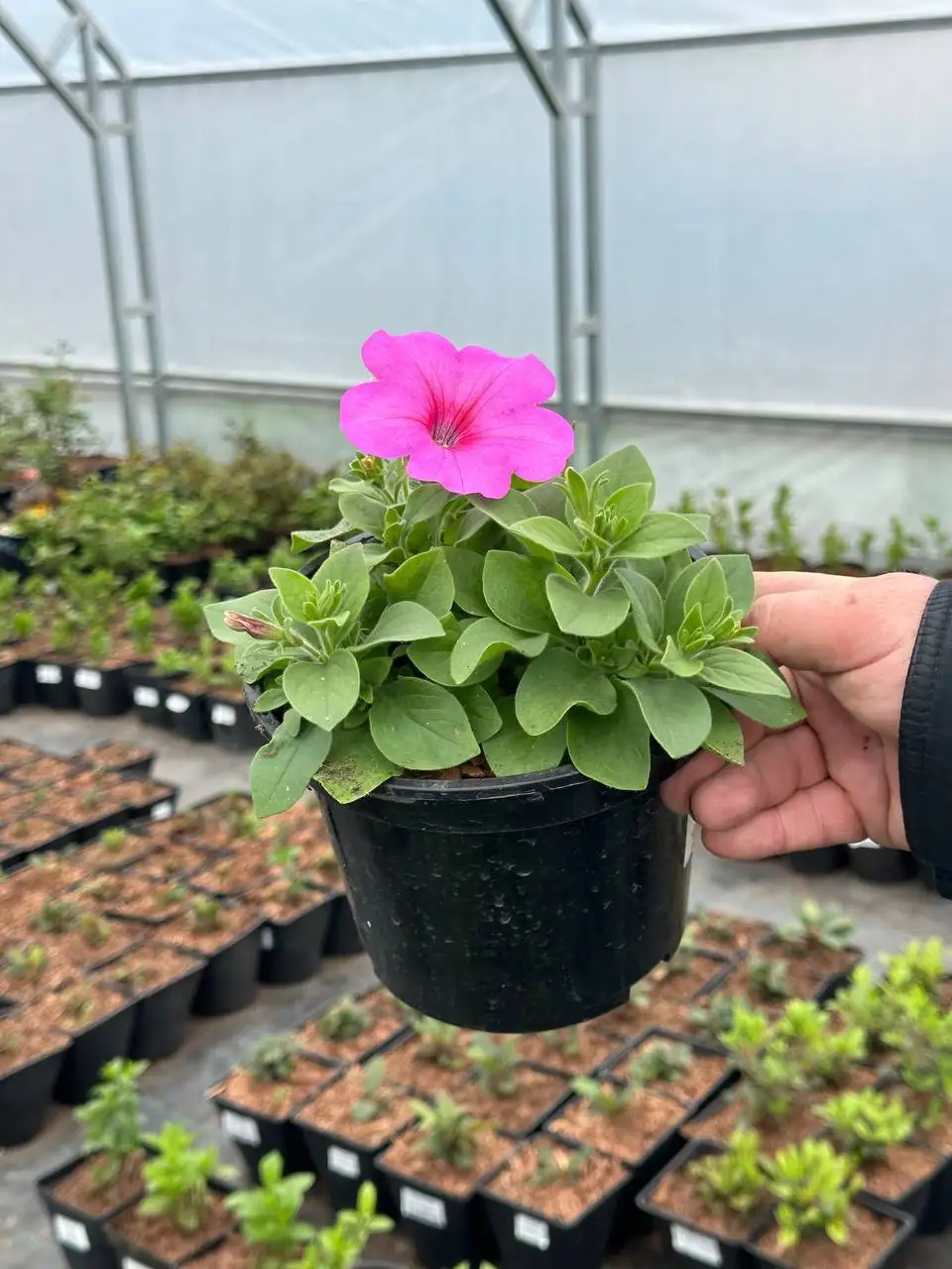 Укорененные черенки вегетативной петунии разных сортов - Растения и саженцы (Хобби и отдых) в Ульяновск