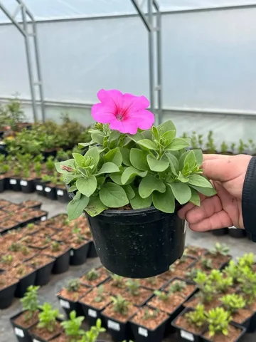 Укорененные черенки вегетативной петунии разных сортов - Рыбалка и рыбные продукты в Ульяновск